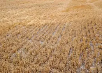 Chuvas e clima seco impactam avanço da safra 2425 em diferentes regiões