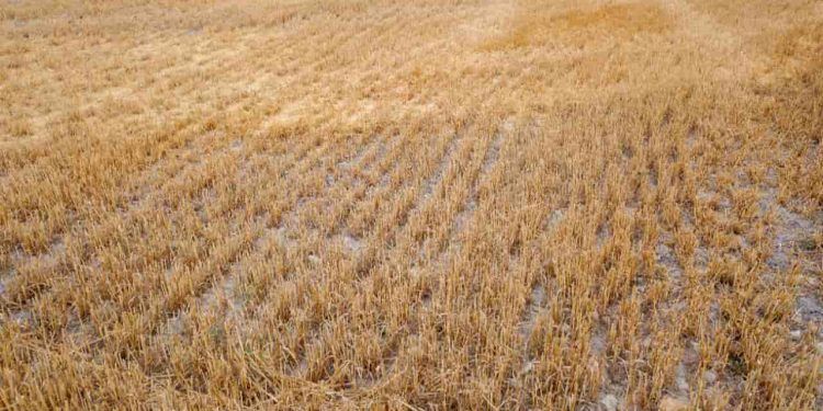 Chuvas e clima seco impactam avanço da safra 2425 em diferentes regiões