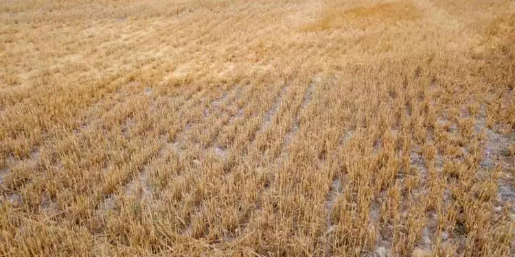 Chuvas e clima seco impactam avanço da safra 24/25 em diferentes regiões 1 Chuvas e clima seco impactam avanço da safra 2425 em diferentes regiões