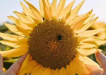 Cultivo de girassol avança em Goiás e mantém estado na liderança nacional