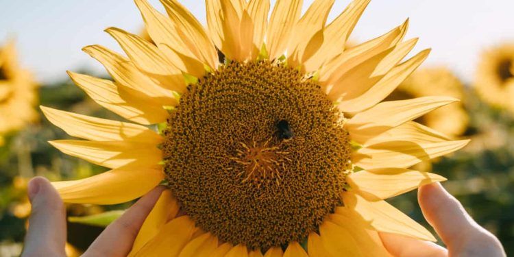 Cultivo de girassol avança em Goiás e mantém estado na liderança nacional
