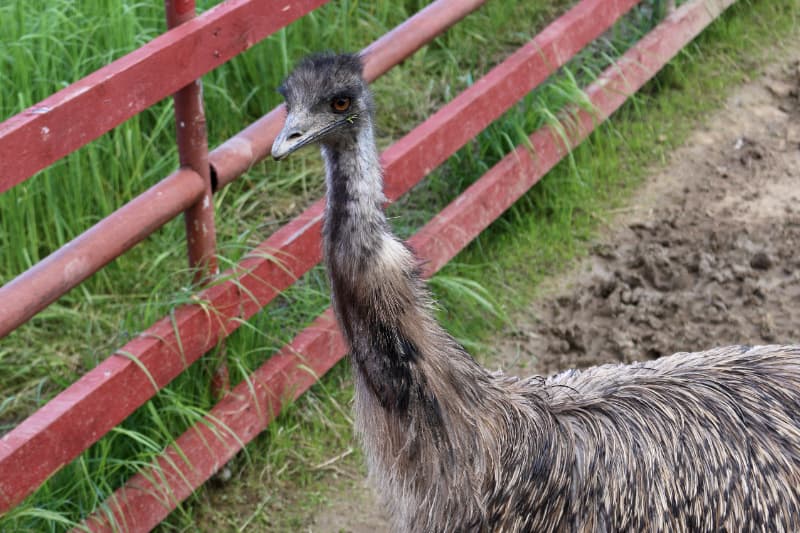 Novo caso de gripe aviária é confirmado no zoológico de Brasília 2 EMU