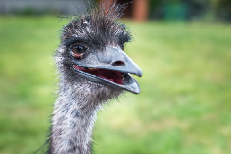Zoológico de Brasília adia reabertura após nova suspeita de influenza aviária em ave exótica 2 EMU