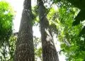 Efeitos do El Niño reduzem crescimento da castanheira-da-amazônia, aponta estudo