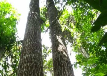 Efeitos do El Niño reduzem crescimento da castanheira-da-amazônia, aponta estudo