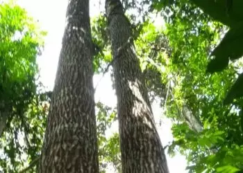 Efeitos do El Niño reduzem crescimento da castanheira-da-amazônia, aponta estudo