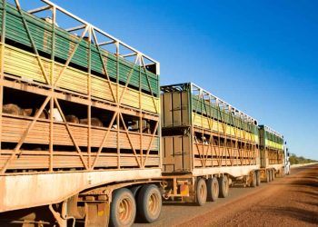 Exportações de gado vivo avançam e podem alcançar 1,5 milhão de cabeças em 2025
