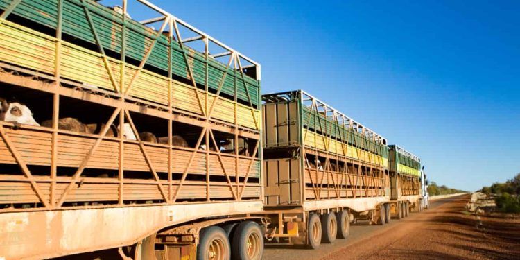 Exportações de gado vivo avançam e podem alcançar 1,5 milhão de cabeças em 2025