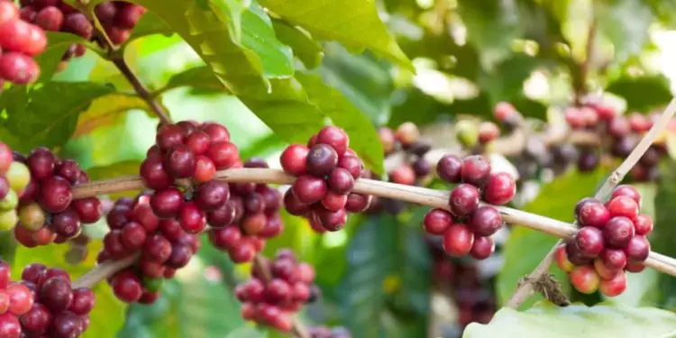 Financiamento da cafeicultura em 2025 contará com mais de R$ 7 bilhões 1 A distribuição dos recursos para 2025 foi segmentada da seguinte forma: mais de R$ 1,81 bilhão para custeio da produção