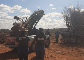 Fiscalização apreende mudas irregulares em comércio ambulante em Goiás
