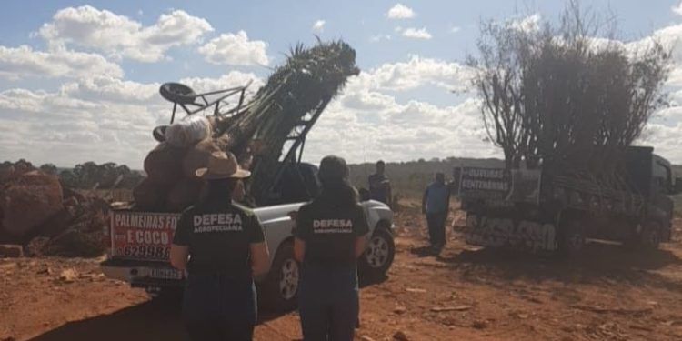 Fiscalização apreende mudas irregulares em comércio ambulante em Goiás