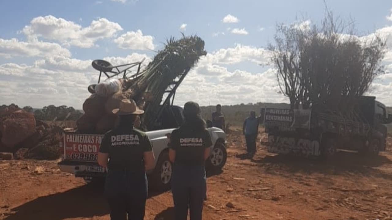 Fiscalização apreende mudas irregulares em comércio ambulante em Goiás