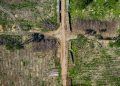 Fundo Amazônia libera R$ 825 milhões para ações de controle do desmatamento