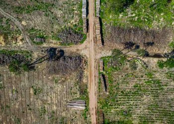 Fundo Amazônia libera R$ 825 milhões para ações de controle do desmatamento