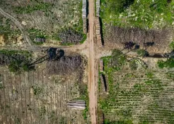 Fundo Amazônia libera R$ 825 milhões para ações de controle do desmatamento