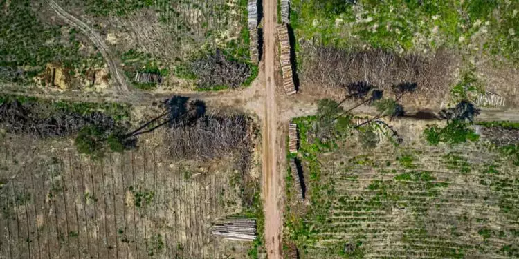 Fundo Amazônia libera R$ 825 milhões para ações de controle do desmatamento 1 Fundo Amazônia libera R$ 825 milhões para ações de controle do desmatamento