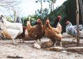 Goiás confirma primeiro foco de influenza aviária em aves de subsistência