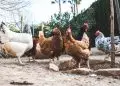 Goiás confirma primeiro foco de influenza aviária em aves de subsistência