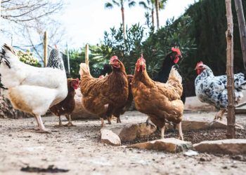 Goiás confirma primeiro foco de influenza aviária em aves de subsistência