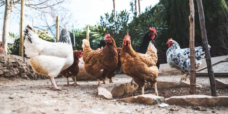 Goiás confirma primeiro foco de influenza aviária em aves de subsistência