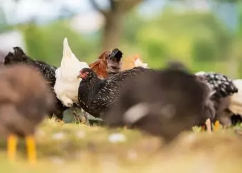 Goiás inicia vazio sanitário após controle de foco de influenza aviária