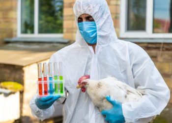 Goiás intensifica vigilância contra influenza aviária após caso em Brasília