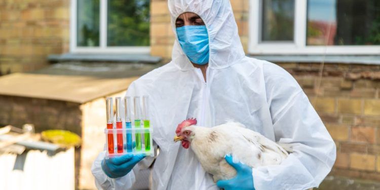 Goiás intensifica vigilância contra influenza aviária após caso em Brasília