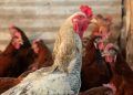 Goiás investiga novos casos suspeitos de influenza aviária em aves de subsistência