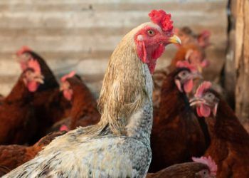 Goiás investiga novos casos suspeitos de influenza aviária em aves de subsistência
