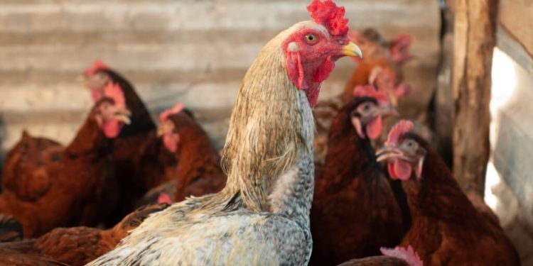 Goiás investiga novos casos suspeitos de influenza aviária em aves de subsistência