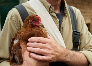 Gripe aviária em humanos sintomas, contágio e como se proteger