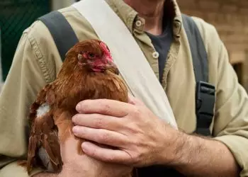 Gripe aviária em humanos sintomas, contágio e como se proteger