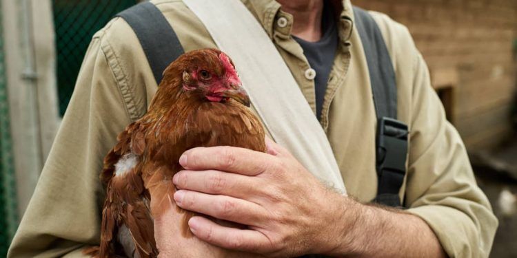 Gripe aviária em humanos sintomas, contágio e como se proteger