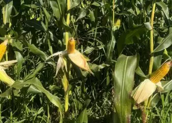 Iniciativa em Goiás propõe novos caminhos para restauração do Cerrado e do Pantanal