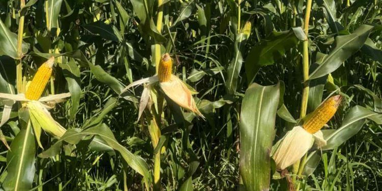 Iniciativa em Goiás propõe novos caminhos para restauração do Cerrado e do Pantanal