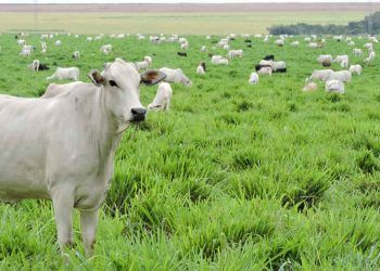 Integração lavoura-pecuária eleva produtividade e estoque de carbono no Matopiba