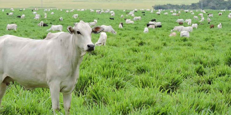 Integração lavoura-pecuária eleva produtividade e estoque de carbono no Matopiba