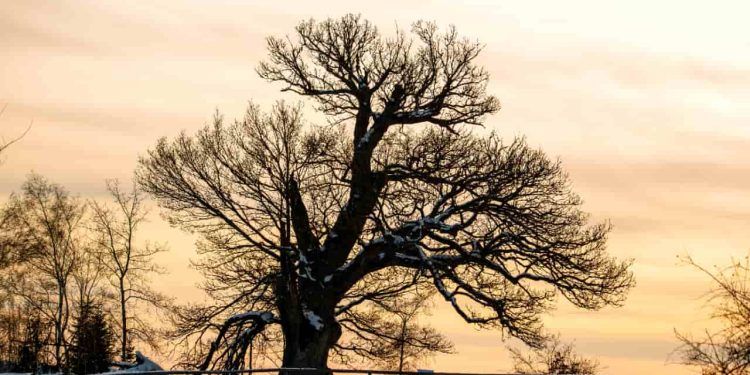 Inverno começa no Brasil com previsão de frio intenso e geadas em várias regiões