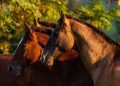 Investigação sobre morte de cavalos resulta na apreensão e proibição de ração produzida em Goiás