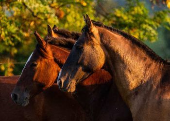 Investigação sobre morte de cavalos resulta na apreensão e proibição de ração produzida em Goiás