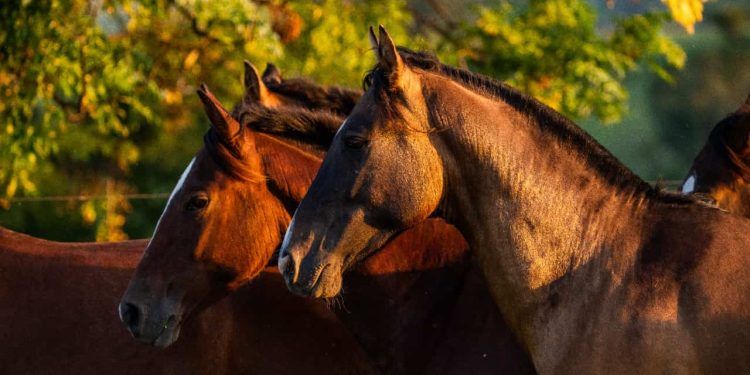 Investigação sobre morte de cavalos resulta na apreensão e proibição de ração produzida em Goiás