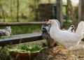 Laudo confirma ausência de influenza aviária em aves de subsistência, em Goiás
