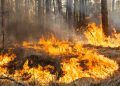 Legislação ambiental é reforçada com aumento de penas para incêndios em florestas