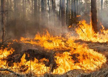 Legislação ambiental é reforçada com aumento de penas para incêndios em florestas