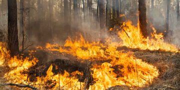 Legislação ambiental é reforçada com aumento de penas para incêndios em florestas