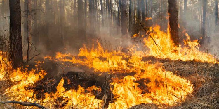 Legislação ambiental é reforçada com aumento de penas para incêndios em florestas