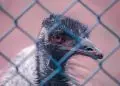 Novo caso de gripe aviária é confirmado no zoológico de Brasília