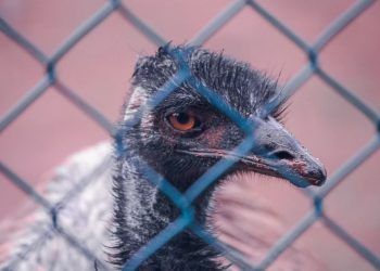 Novo caso de gripe aviária é confirmado no zoológico de Brasília