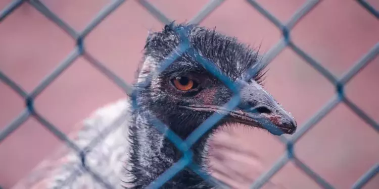 Novo caso de gripe aviária é confirmado no zoológico de Brasília 1 Novo caso de gripe aviária é confirmado no zoológico de Brasília