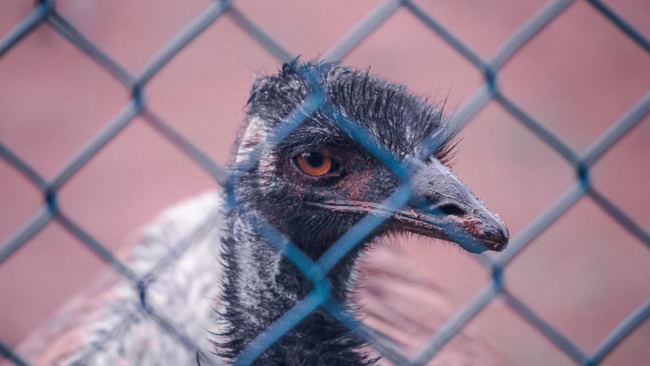 Novo caso de gripe aviária é confirmado no zoológico de Brasília